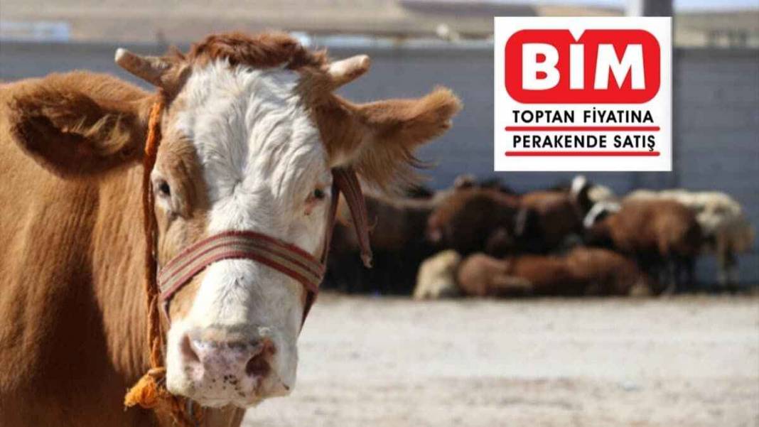 Zincir marketlerin kurban fiyatları belli oldu! CarrefourSA, Migros, BİM, A101, Şok Market Kurbanlık Fiyatları ne kadar? 9